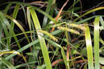 Giant sedge